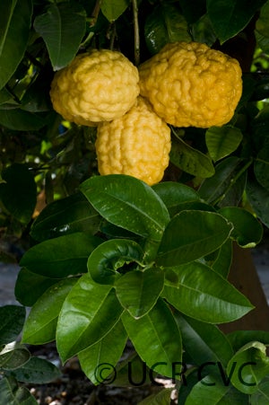 BitrounilemonhybridCRC3265002