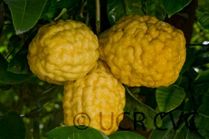 BitrounilemonhybridCRC3265003