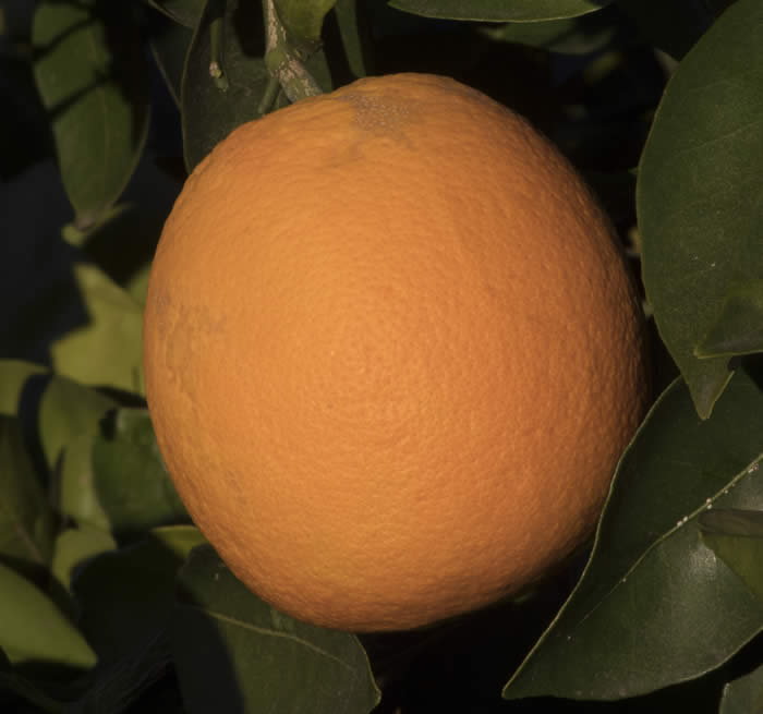 BittersnavelorangeCRC4228003