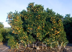 BlancaMaceterasweetorangeCRC3898001