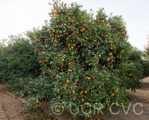 BlancaMaceterasweetorangeCRC3898002