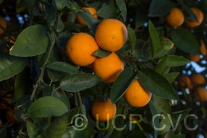 BlancaMaceterasweetorangeCRC3898005