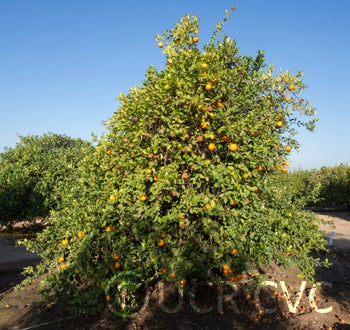 BorneoRangpurlimeCRC2424001