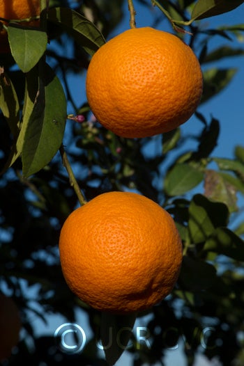 BorneoRangpurlimeCRC2424004