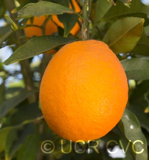BoukhobzabloodorangeCRC4156005