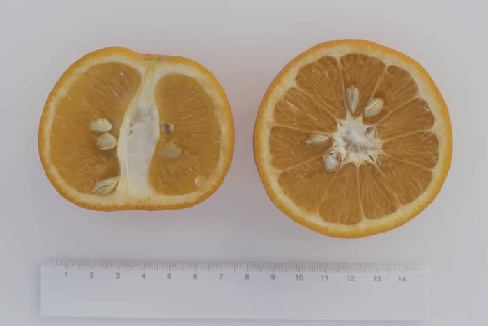 BouquetdeFleurssourorangeCRC571003