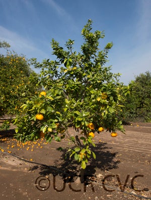 BouquetierdeNicesourorangeCRC4157001