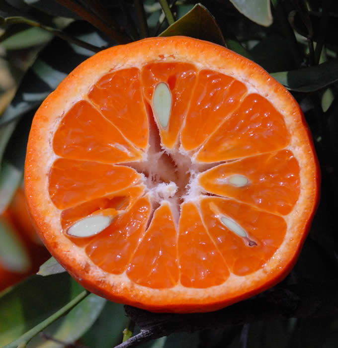 Bower mandarin crc3649003