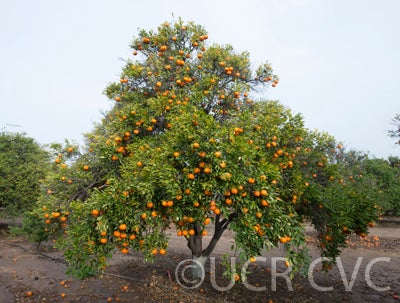 Bower mandarin crc3649001