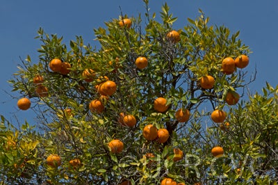 Bower mandarin crc3649006