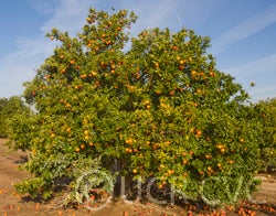 BreamTaroccobloodorangeCRC4032001