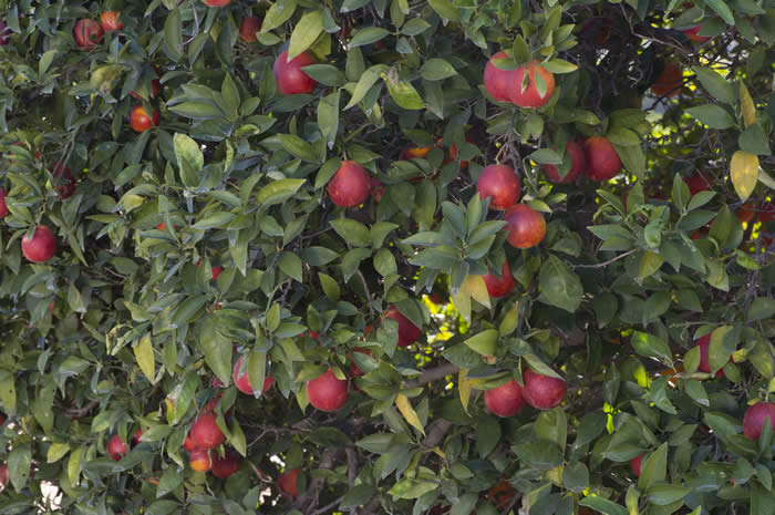 BreamTaroccobloodorangeCRC4032005