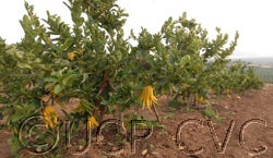 Buddha’s Hand citron crc3768003