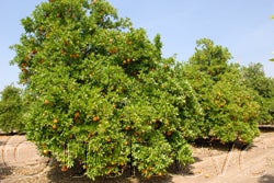 Burris blood Valencia orange crc2561001