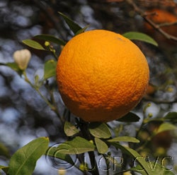 C-32 citrange trifoliate hybrid crc3911004