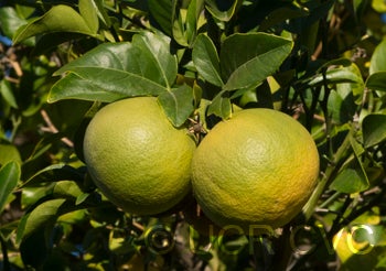 Hall grapefruit X Rubidoux citrumelo trifoliate hybrid crc3889007