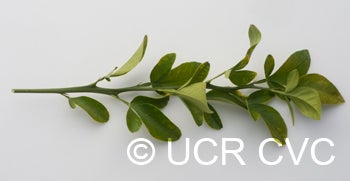 Hall grapefruit X Rubidoux citrumelo trifoliate hybrid crc3889010