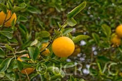 C-35 citrange crc3912002