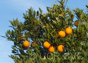 CadenaPunchosasweetorangeCRC3246002