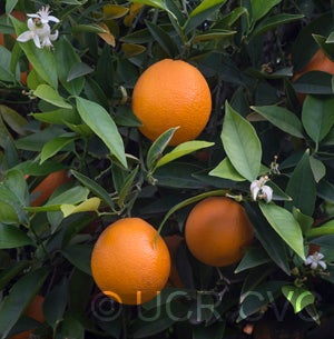 CadenaPunchosasweetorangeCRC3246006