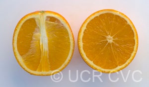 Cadenera Fina sweet orange crc2856003