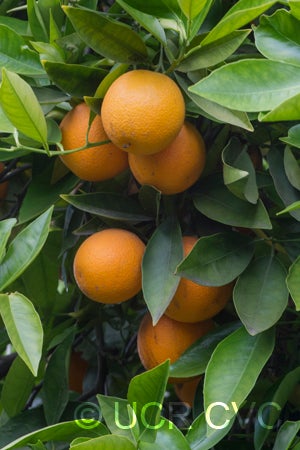 Cadenera sweet orange crc3632005