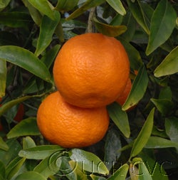 Caffin clementine crc3987003