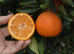 Caffin clementine crc3987005