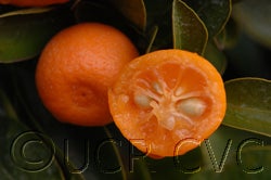 Calamondin crc2592005