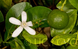 Calamondin crc2592001