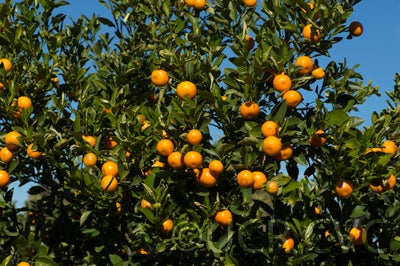 Calamondin crc2592003