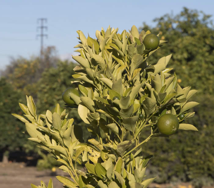 Calamondin sport crc3656004