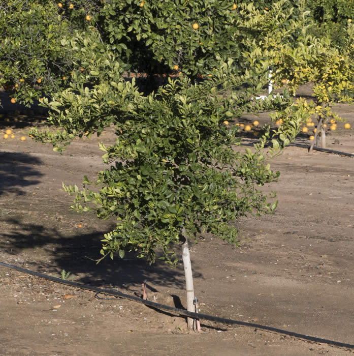 Calamondin sport crc3656009