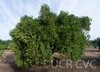 CalashucalamondinhybridCRC2867001