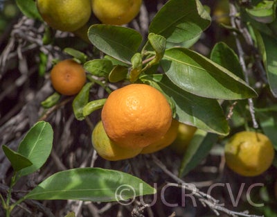 CalashucalamondinhybridCRC2867003