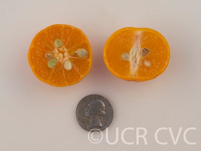 CalashucalamondinhybridCRC2867009