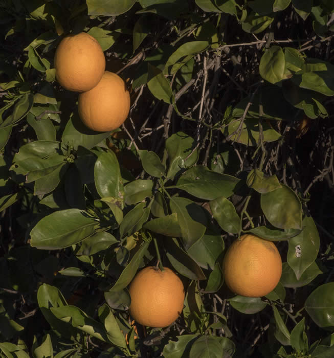 CampbellValenciaorangeCRC3032004