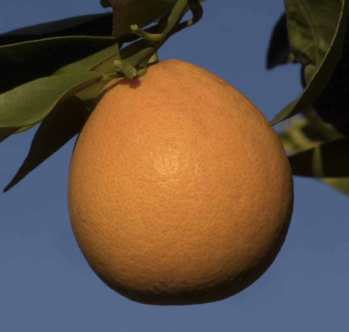 CampbellValenciaorangeCRC3032006