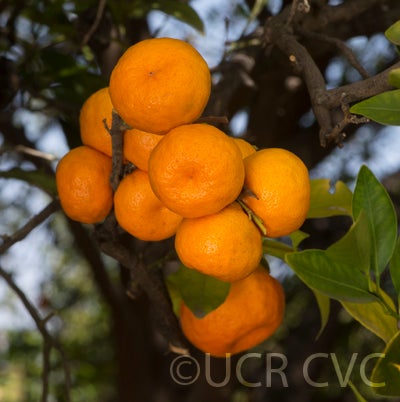 Cantonmandarin CRC3576003