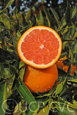 CaraCaraWalheim CRC3994001