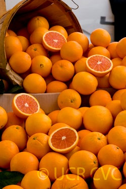 CaraCaraWalheim CRC3994003