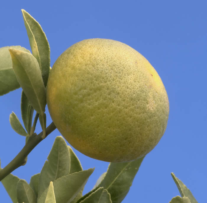 CarpenterC-54citrandarinCRC4220005