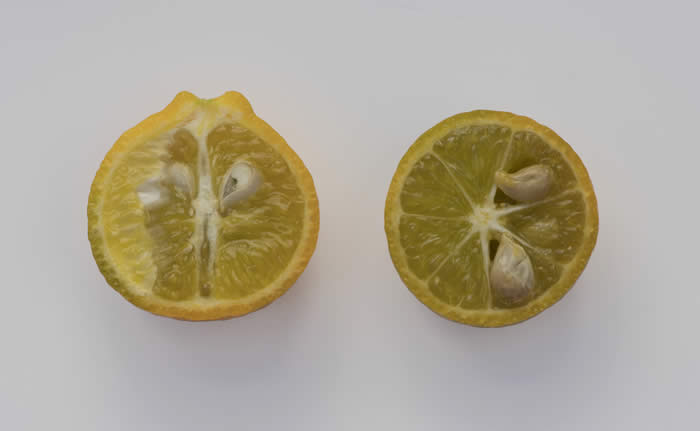 CarpenterC-54citrandarinCRC4220008