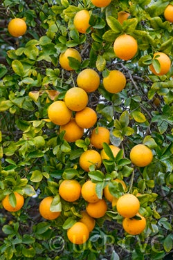 Carrizo citrange trifoliate hybrid CRC2863005