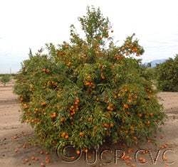 Carte Noir clementine CRC4054002