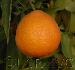 Carte Noir clementine CRC4054004