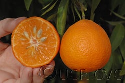 Carte Noir clementine CRC4054005