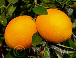 Carter navel orange CRC2008010