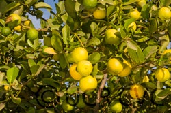 Castelo lime crc4062002