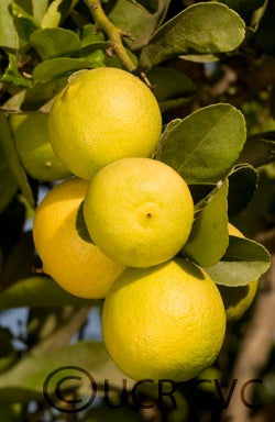 Castelo lime crc4062003